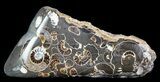 Polished Ammonite Fossil Slab - Marston Magna Marble #63826-1